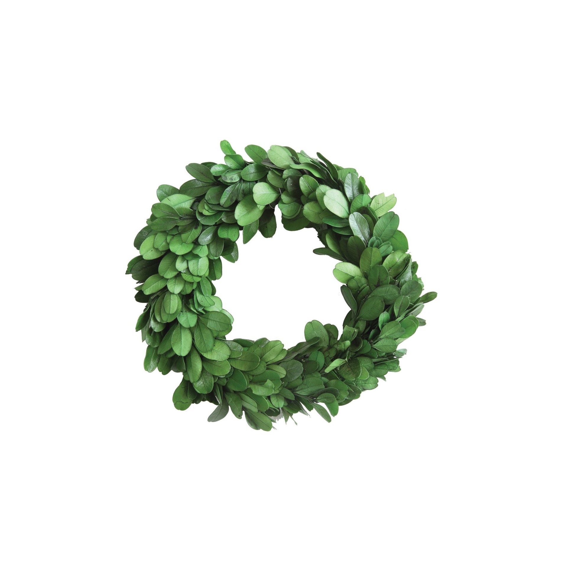 Small Preserved Boxwood Wreath | 6 - inch - Knot and Spool